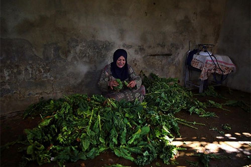 El exitoso negocio del tabaco en Líbano (En fotos)